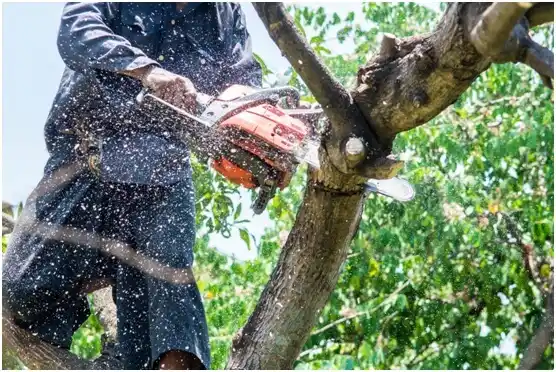 tree services Awendaw